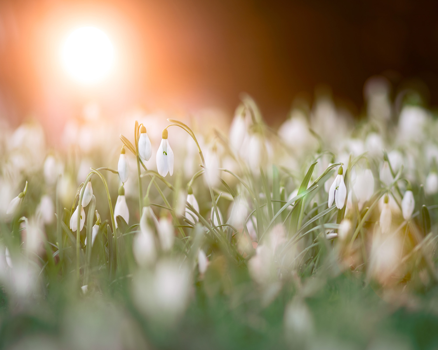 Spring buds blooming - spring cleaning for the mind